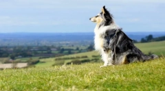 Plemeno psov shelti (foto): ponukový priateľ rodiny s veselým temperamentom